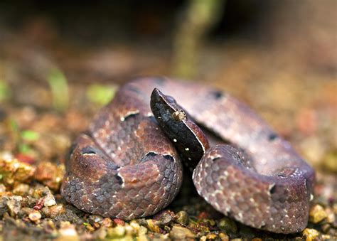Pit vipers near me. Things To Know About Pit vipers near me. 